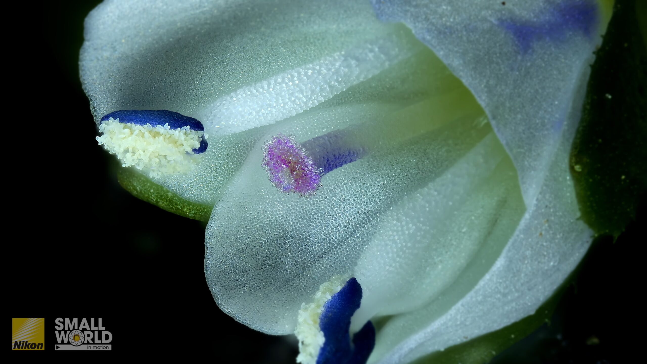 Nikon Small World in Motion