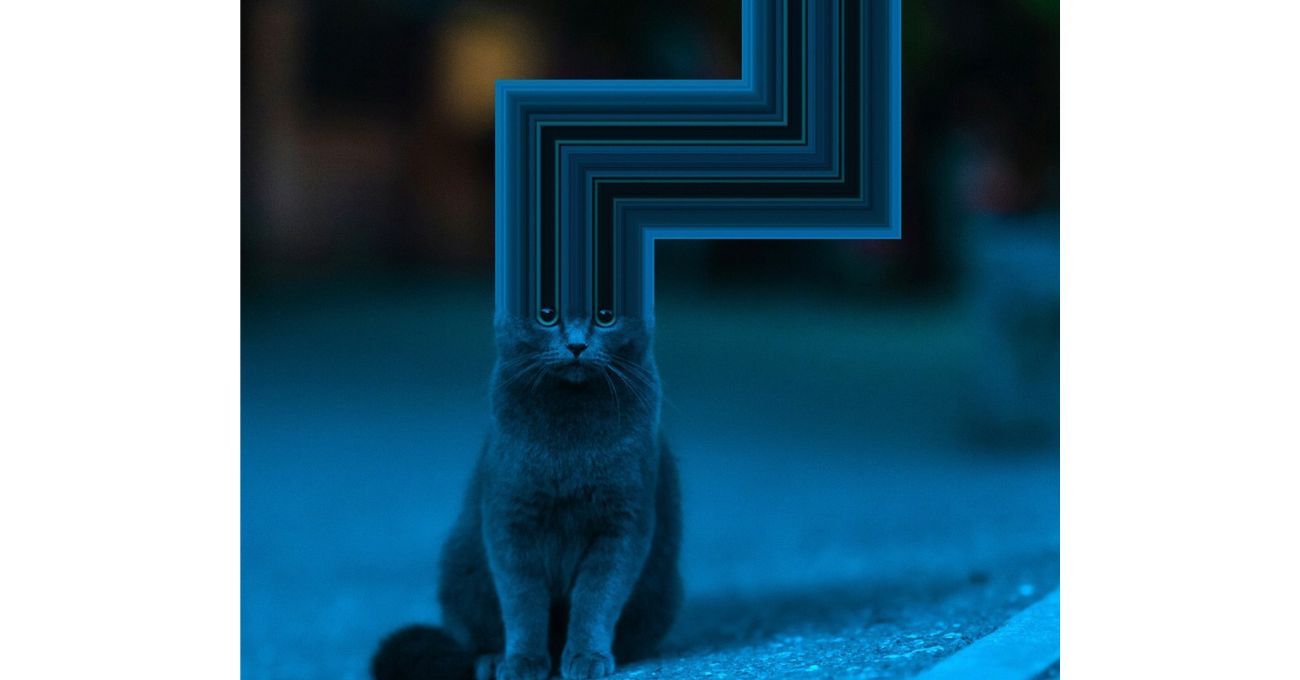 Kedilere Dijital Bir Güzelleme: Warp Cats