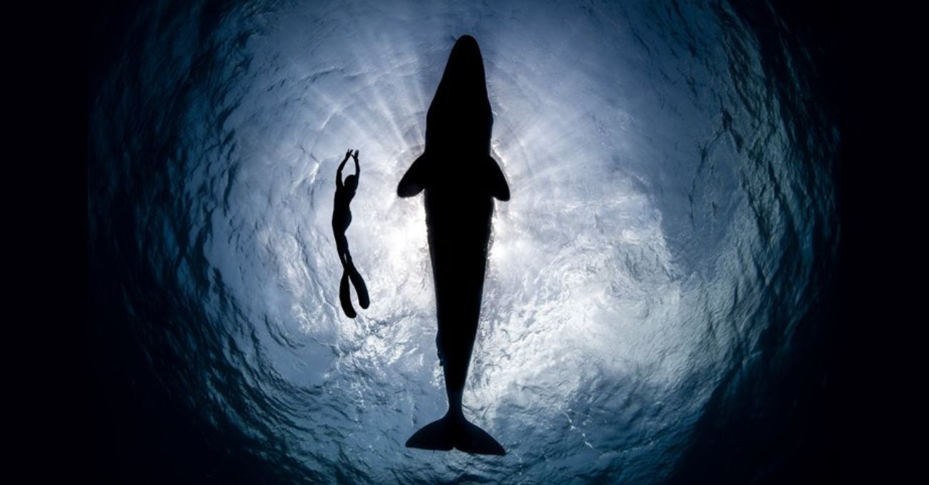 İnsan-Hayvan İletişimi İçin Yapay Zekâ Projesi: Earth Species Project