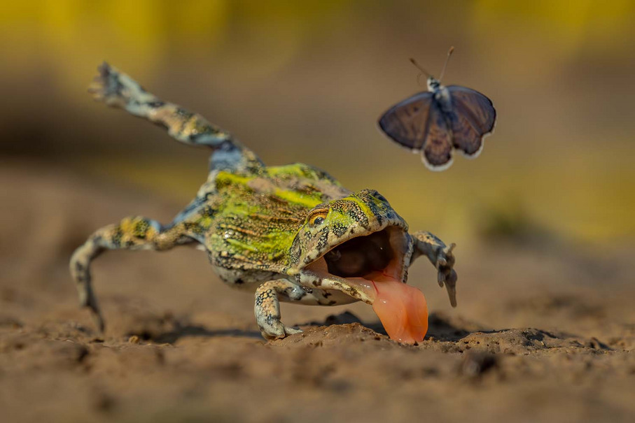 Doğanın Değişen Çehresini Belgeyen Doğa Fotoğrafçısı Yarışmasının Kazananları